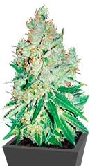 Cheese fem (Bulk Seed Bank)