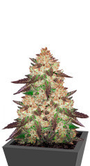 Black Cherry Punch fem (Pyramid Seeds)