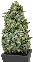 Cookies Kush fem (Barney's Farm)