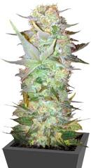 Auto Dubai Poison fem (Bulk Seed Bank)