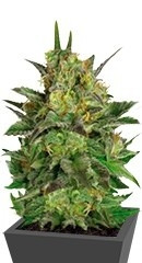 Haze Berry fem (RQS)