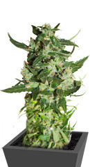 Kabul Express fem (Kalashnikov Seeds) семена конопли