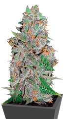 La Diva fem (Delicious Seeds) семена конопли