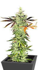 Shogun fem (RQS)