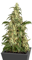 Skunk #11 fem (Dutch Passion)