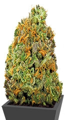 Wipeout Express Auto fem (Heavyweight Seeds)