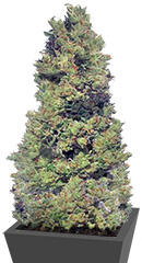 Zombie Haze Auto fem (Sumo Seeds)