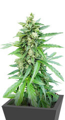 Auto Afghan Mass fem (00 Seeds)