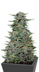 Boy Scout Cookies (Kalashnikov Seeds) семена конопли