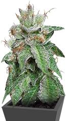 Bubba Kush fem (Humboldt Seeds)