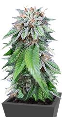 Ewe-2 fem (Humboldt Seeds)