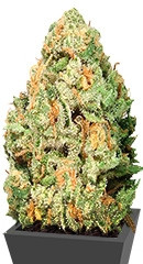 Fruit Punch fem (Heavyweight Seeds)
