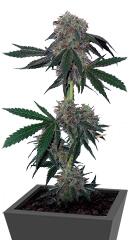 Jack Flash regular (Sensi Seeds)