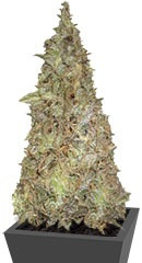 Melon Kali fem (KFC Seeds)