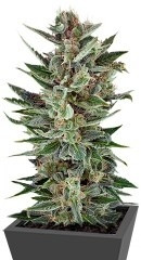 Quick One Auto fem (RQS)