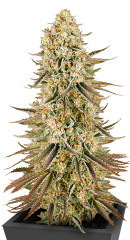 Sour Strawberry fem (Barney's Farm)