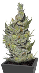 Sterling Haze fem (Nirvana Seeds)