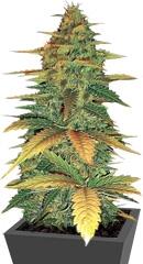 Auto Wild Dwarf fem (Bulk Seed Bank)