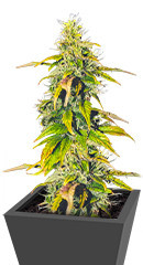 Auto Sweet Bourbon Kush fem (Dutch Passion)