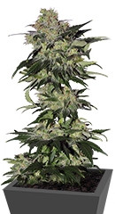 Beyond the Brain regular (Mandala Seeds)
