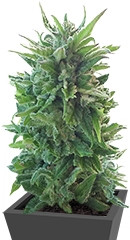 Blueberry Cheese Auto (Blue Cheese Auto) fem (Barney's Farm)