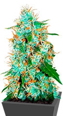 Critical Neville Haze 2.0 fem (Delicious Seeds)