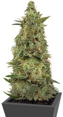 Chemdog Millionaire fem (Dr. Krippling Seeds)