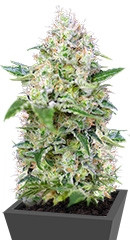Crystal Candy fem (Sweet Seeds)