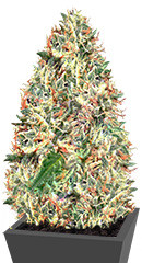 Delhi Cheese Auto Fem (Vision Seeds)