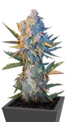 Diesel Ryder auto fem (Joint Doctor)