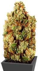 Green Ninja fem (Heavyweight Seeds)
