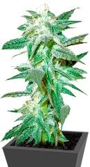 Kushberry regular (DNA Genetics)