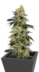 Meringue fem (Dutch Passion)