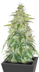 Original Auto Critical fem (FastBuds)