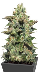 Original Siberian auto fem (Russian Genetic)