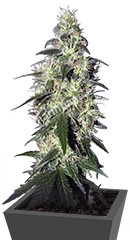 Buddha Pulsar fem (Buddha Seeds)