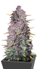 Purple Punch Auto fem (FastBuds)