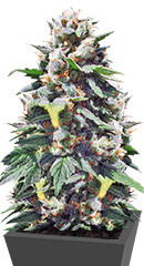 Santa Maria Auto fem (Sumo Seeds)