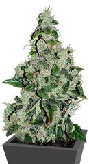 Ultra Sour Kush fem (TH Seeds)