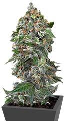 White Cheese Autoflowering fem (Dinafem Seeds)