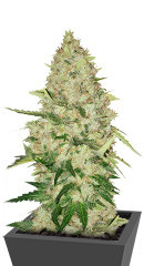 Lemon Citron fem (Humboldt Seed Organization)