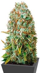 Moby Big fem (Bulk Seed Bank)