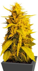 Amnesia Haze (Haze 1) fem (Nirvana Seeds)