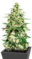 Amnesi-K Lemon fem (Kannabia Seeds)