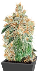 Сорт Auto Colorado Cookies мини