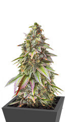 Blueberry fem (Dutch Passion)