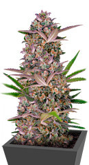 Bruce Banner Auto fem (Sweet Seeds)