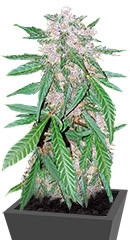 C4 auto fem (FastBuds)