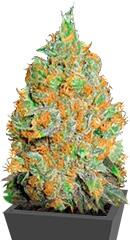 Critical Mass fem (Bulk Seed Bank)