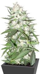 Early Top Skunk fem (Bulk Seed Bank)